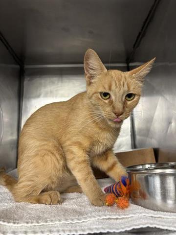 DREW, Adoptable, Young Female Domestic Short Hair.
