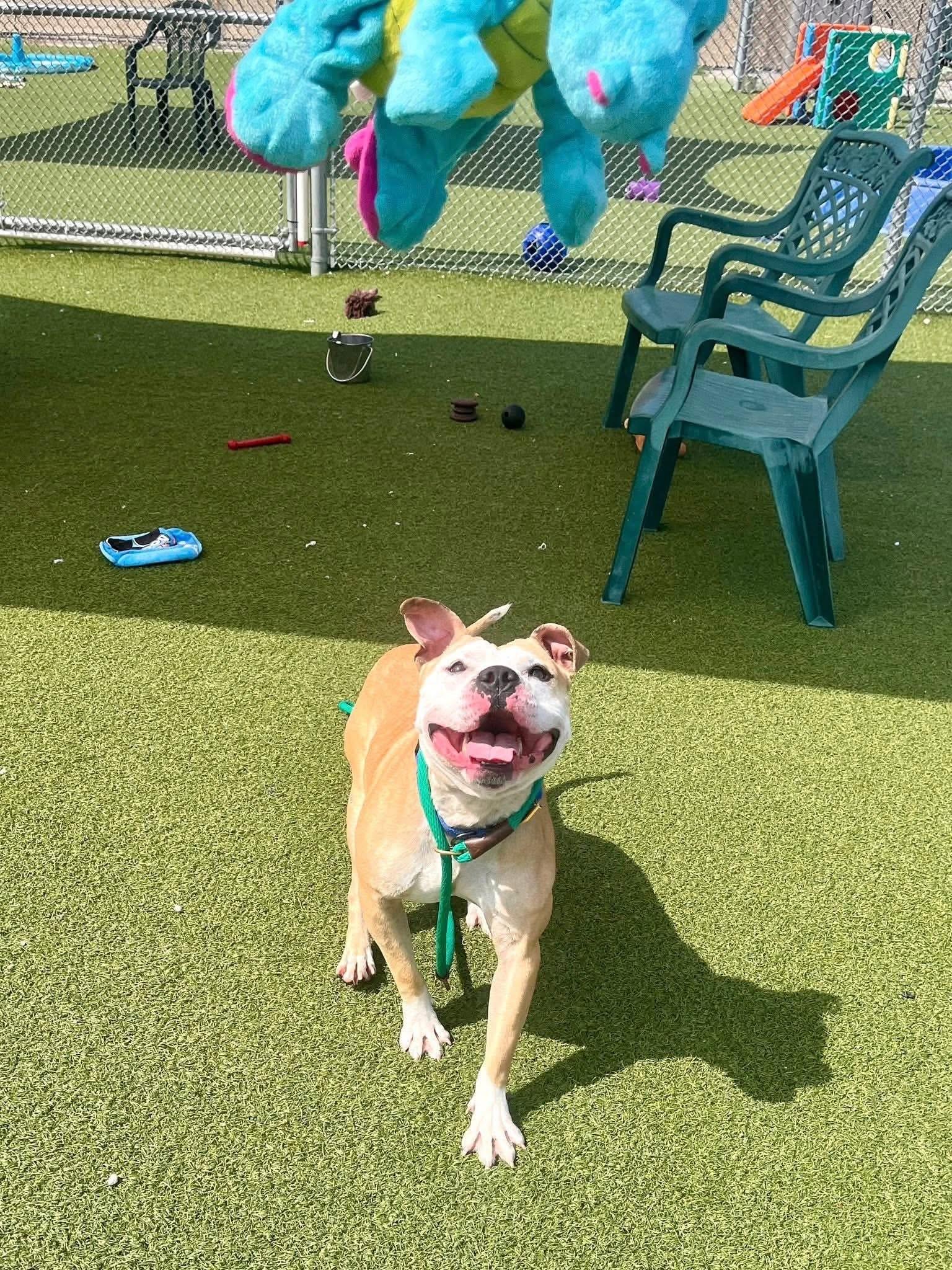 Pork Chop thumbnail 3