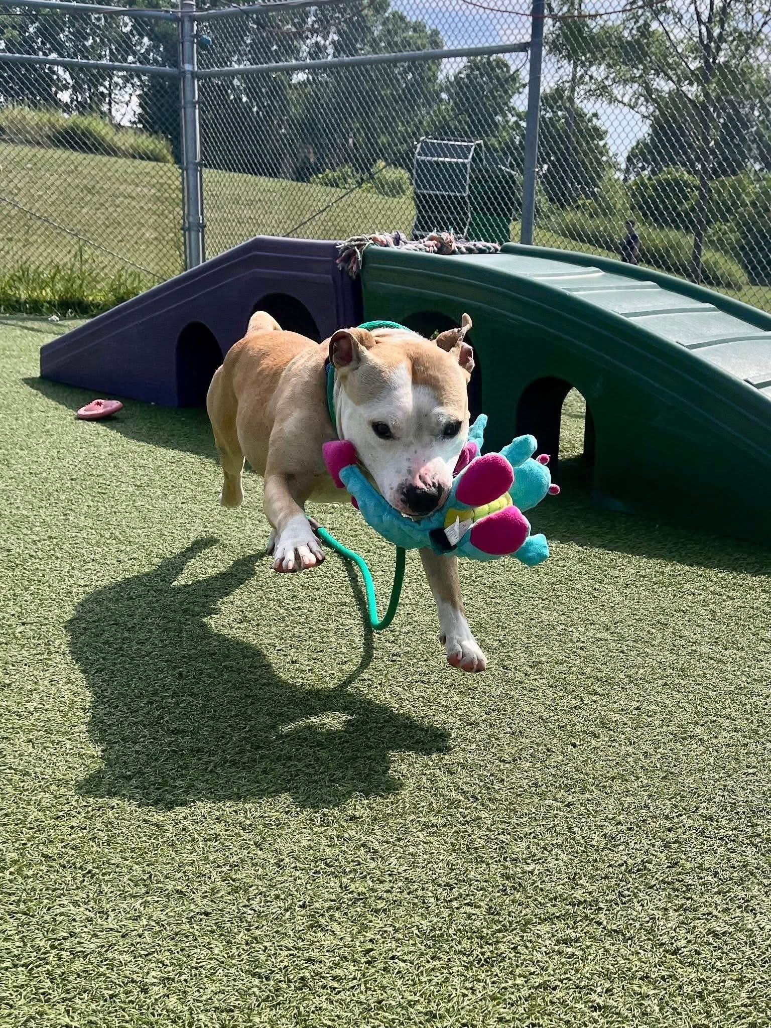 Pork Chop, Adoptable, Adult Male Pit Bull Terrier.