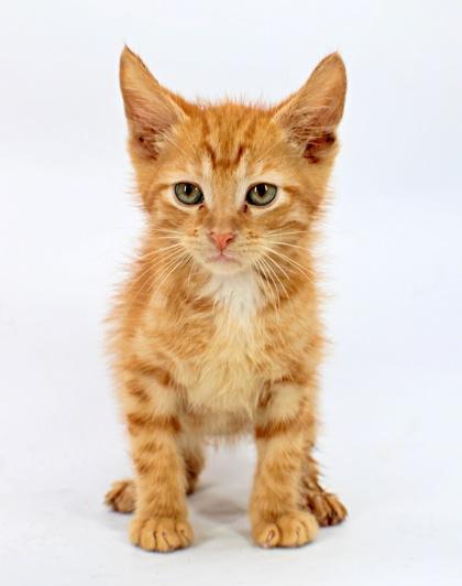 Frodo, Adoptable, Kitten Male Domestic Short Hair & Domestic Short Hair.