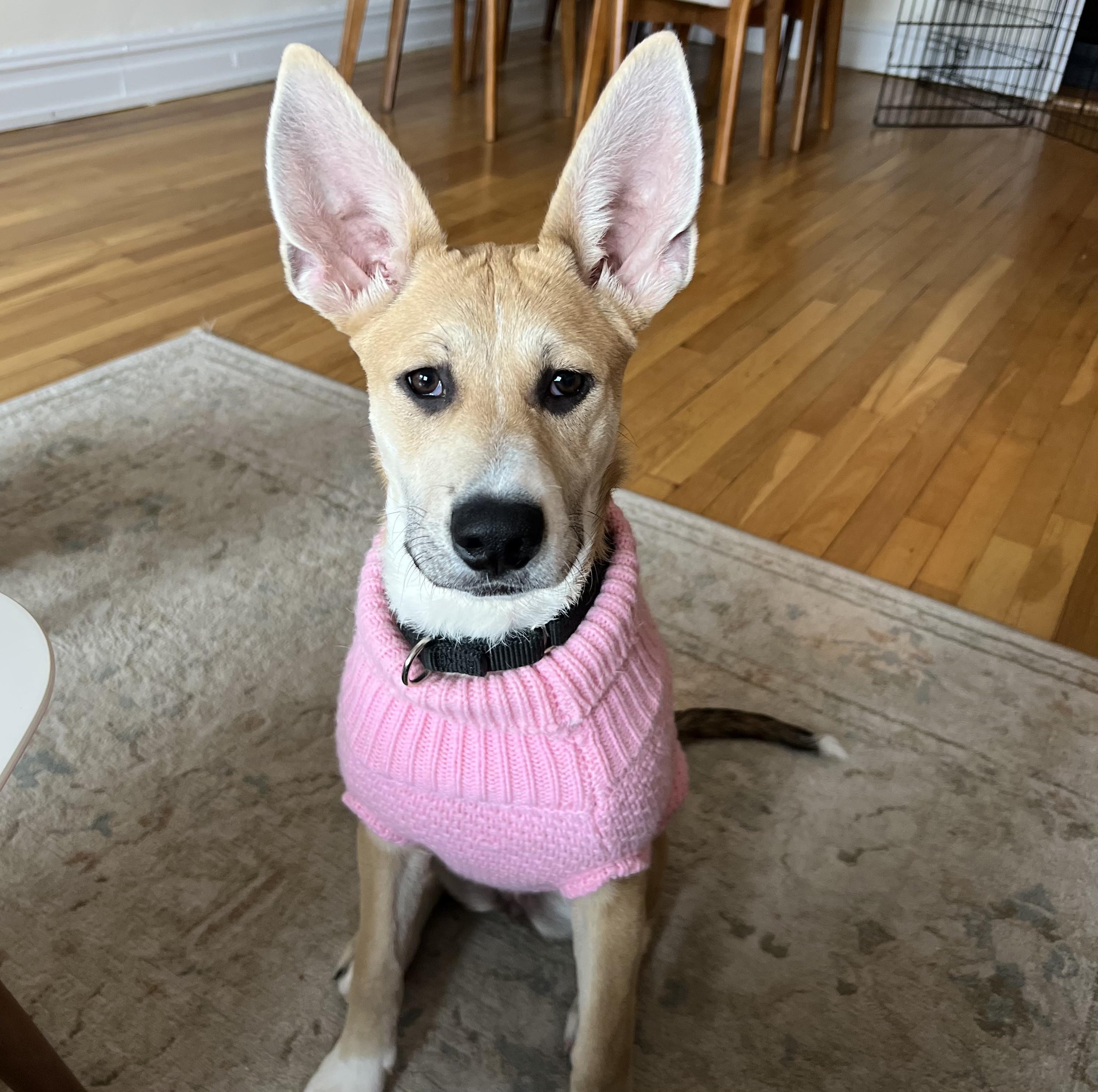 Hootie — thumbnail 2