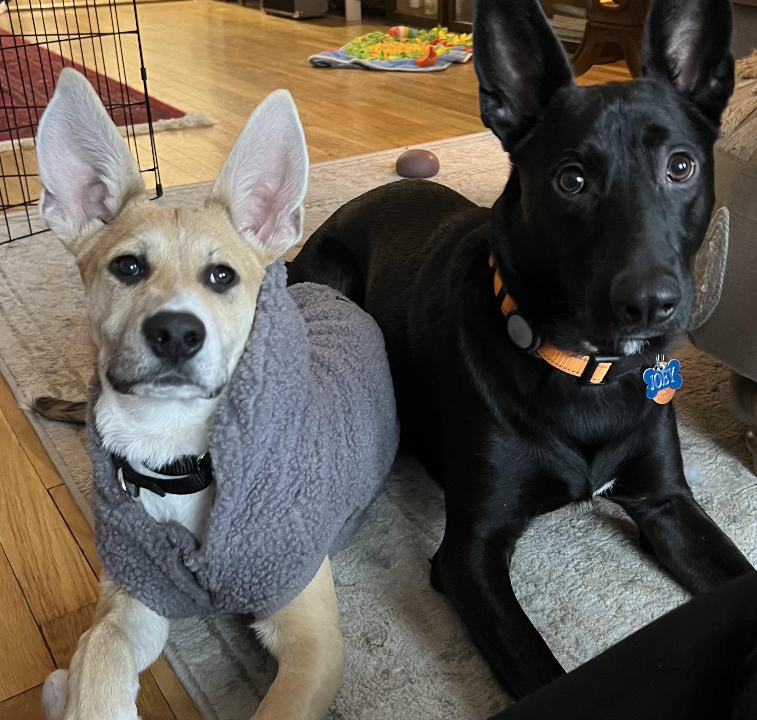 Hootie — thumbnail 3