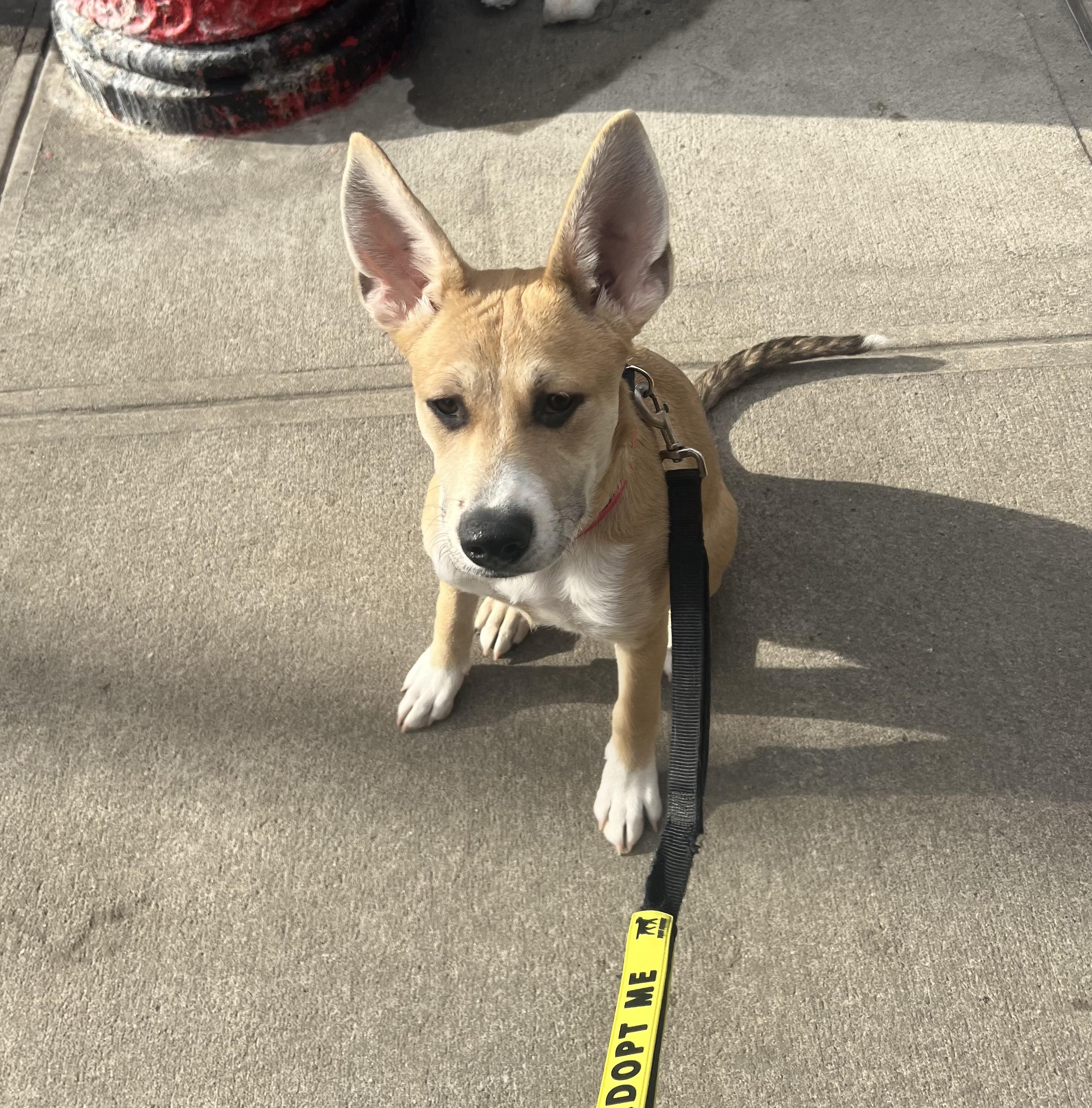 Hootie — thumbnail 4