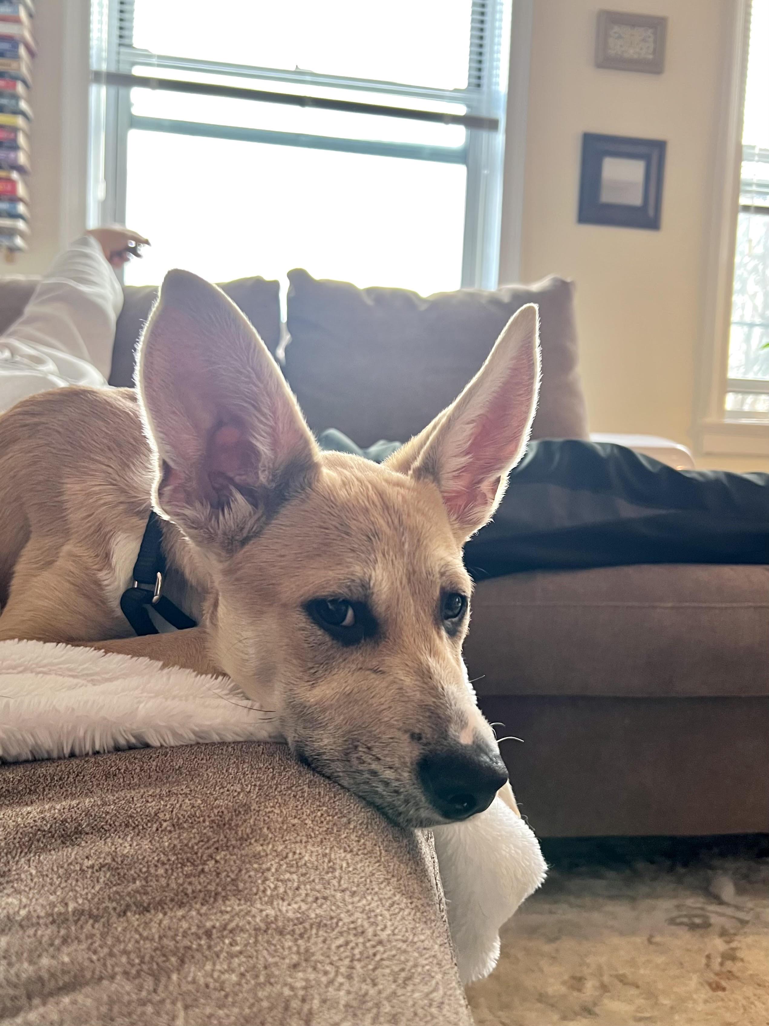 Hootie — thumbnail 5