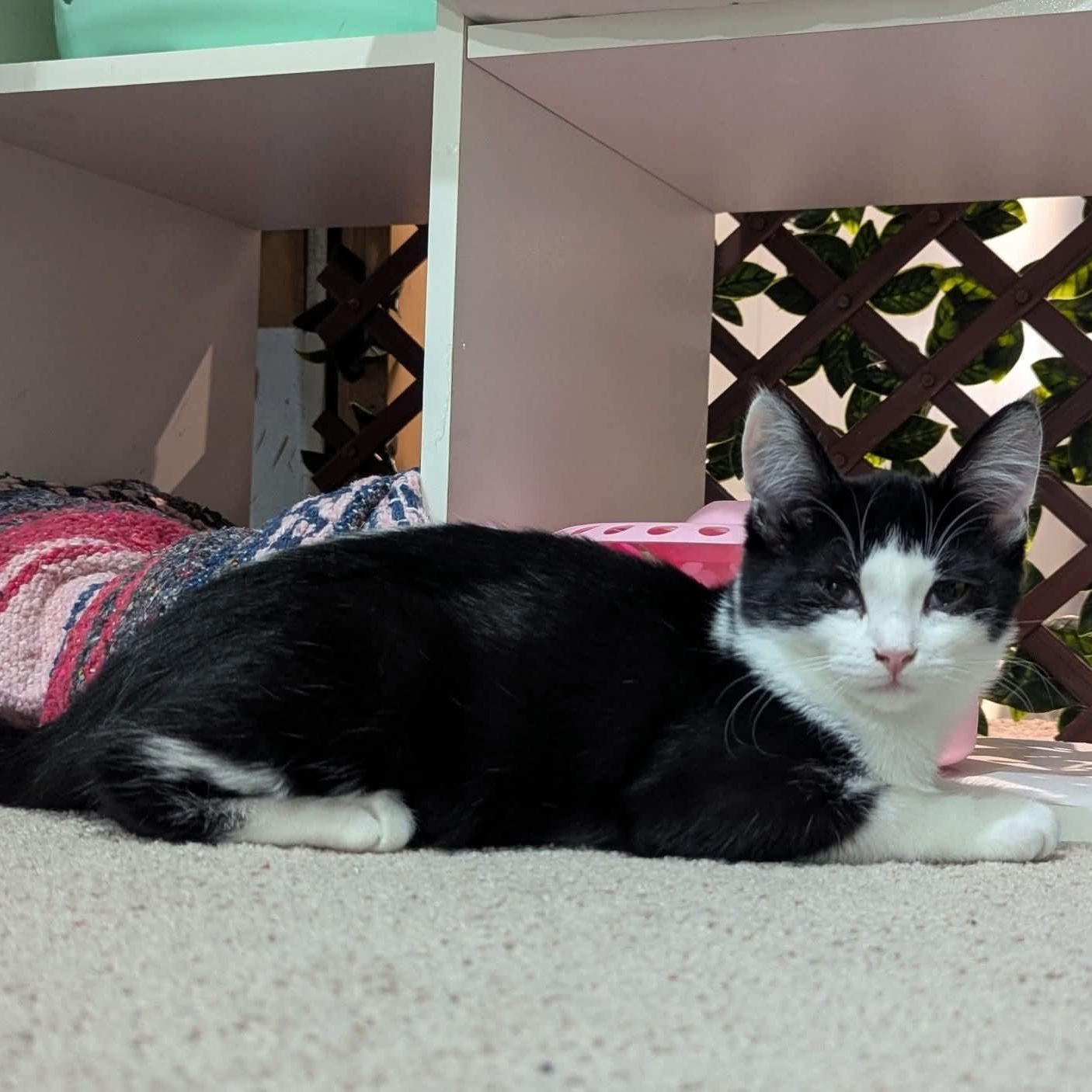 Enlarge Fern, a Adoptable Tuxedo in Kentwood, MI image 2/5