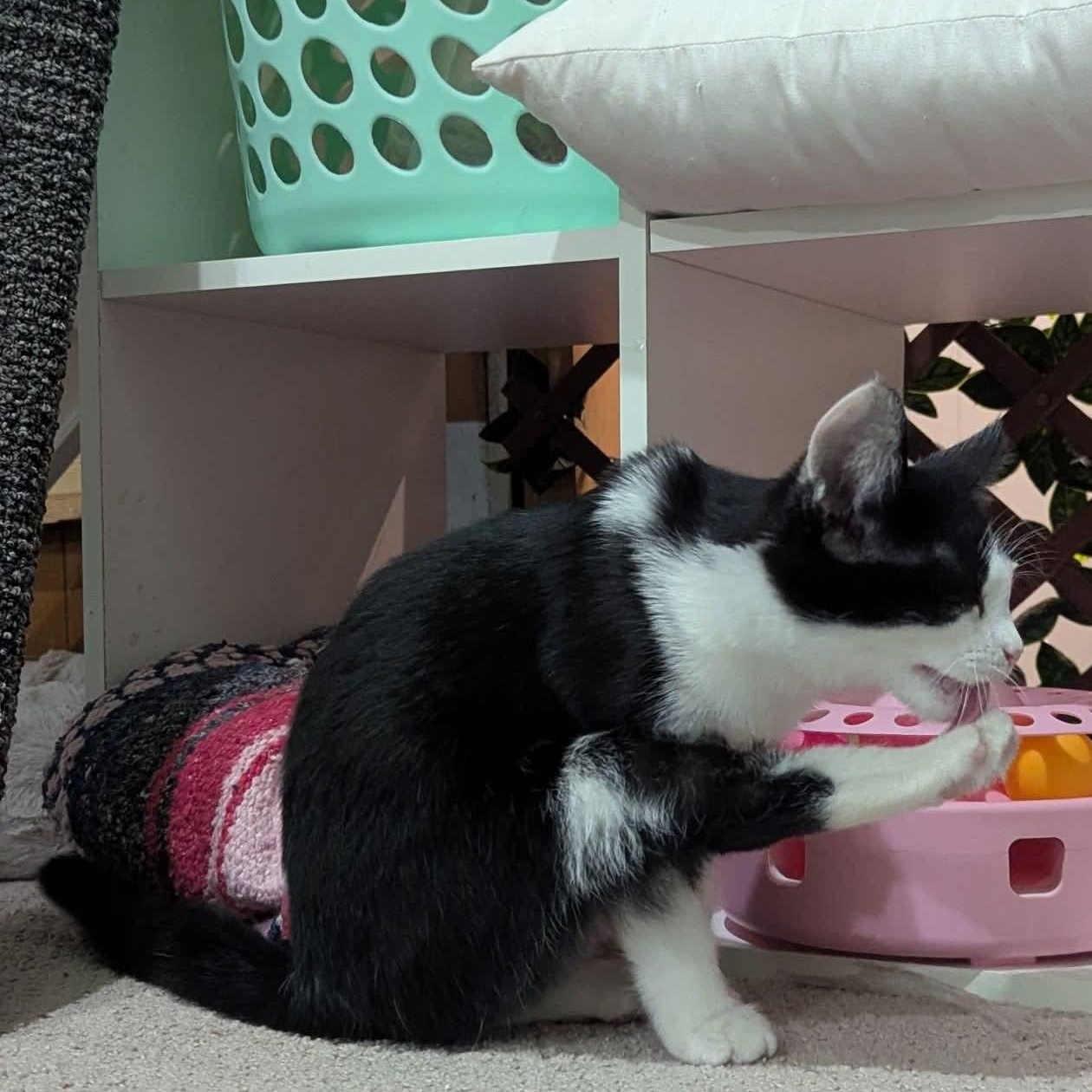 Enlarge Fern, a Adoptable Tuxedo in Kentwood, MI image 3/5