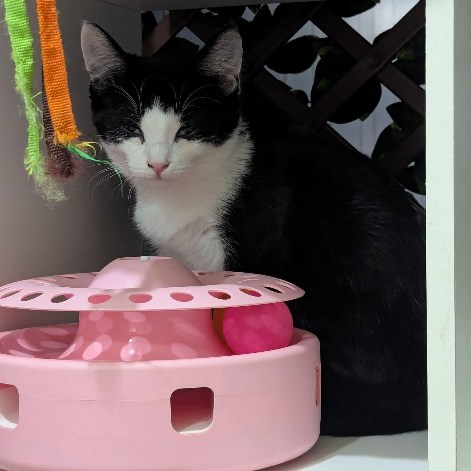 Enlarge Fern, a Adoptable Tuxedo in Kentwood, MI image 5/5