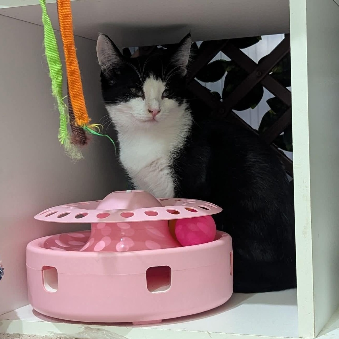 Enlarge Fern, a Adoptable Tuxedo in Kentwood, MI image 1/5