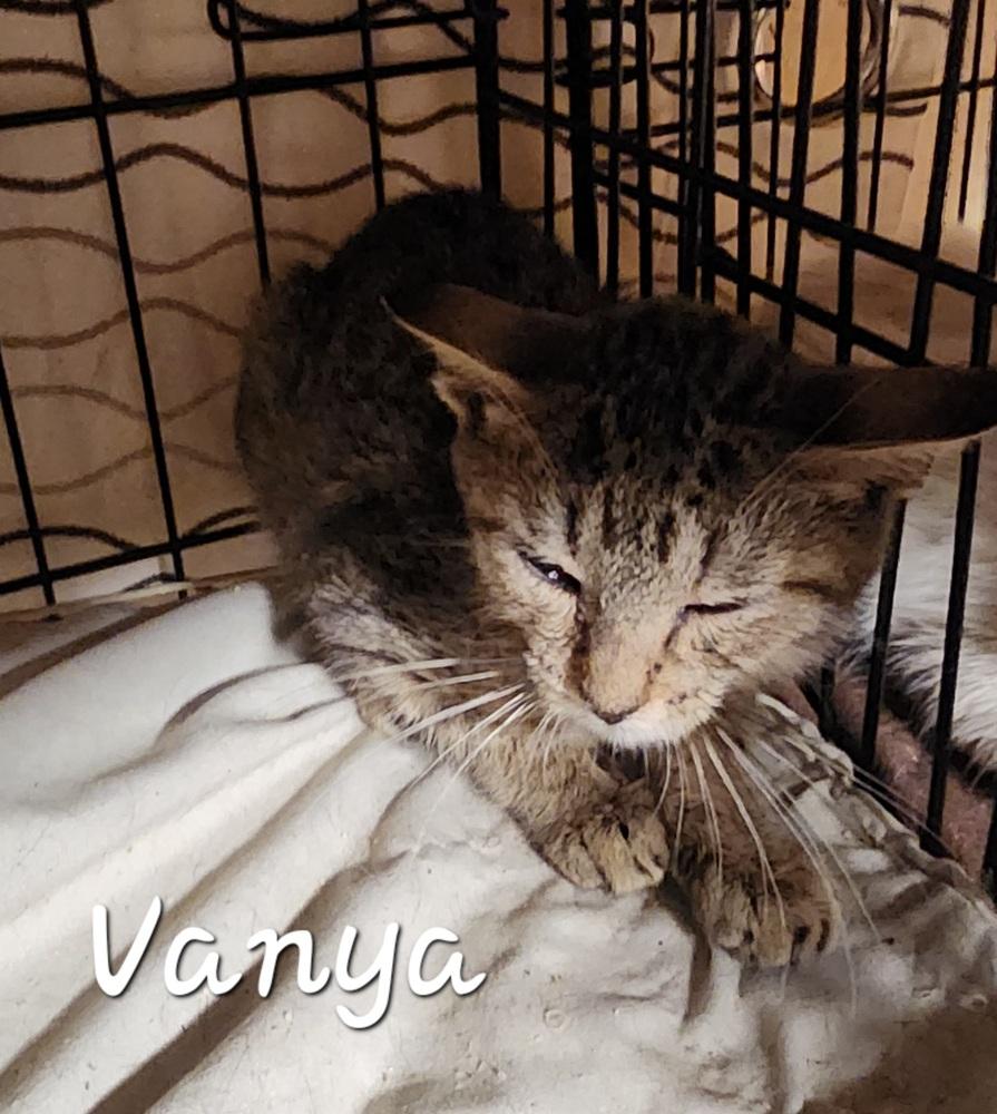 Vanya, Adopted, Kitten Female Domestic Short Hair.