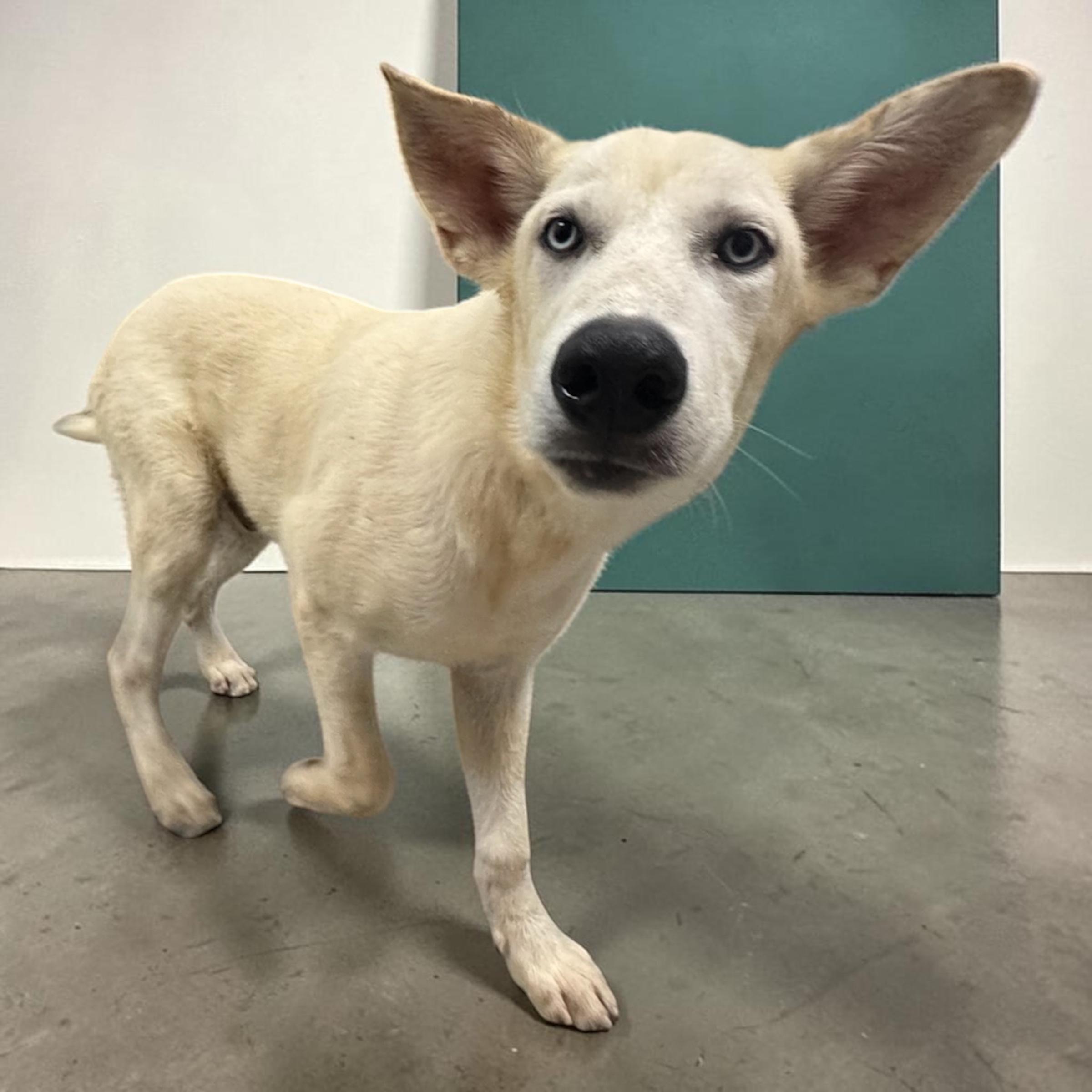 Enlarge Ghost, a Adoptable mixed breed in Des Monies , IA image 3/6