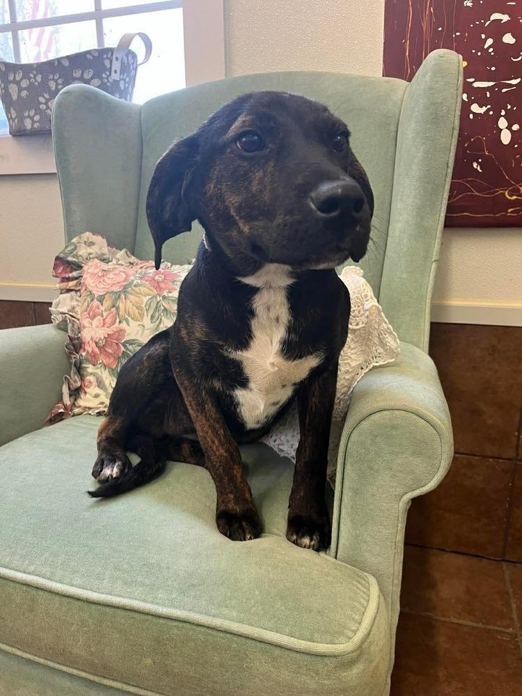 Quinn, Adopted, Young Female Hound.