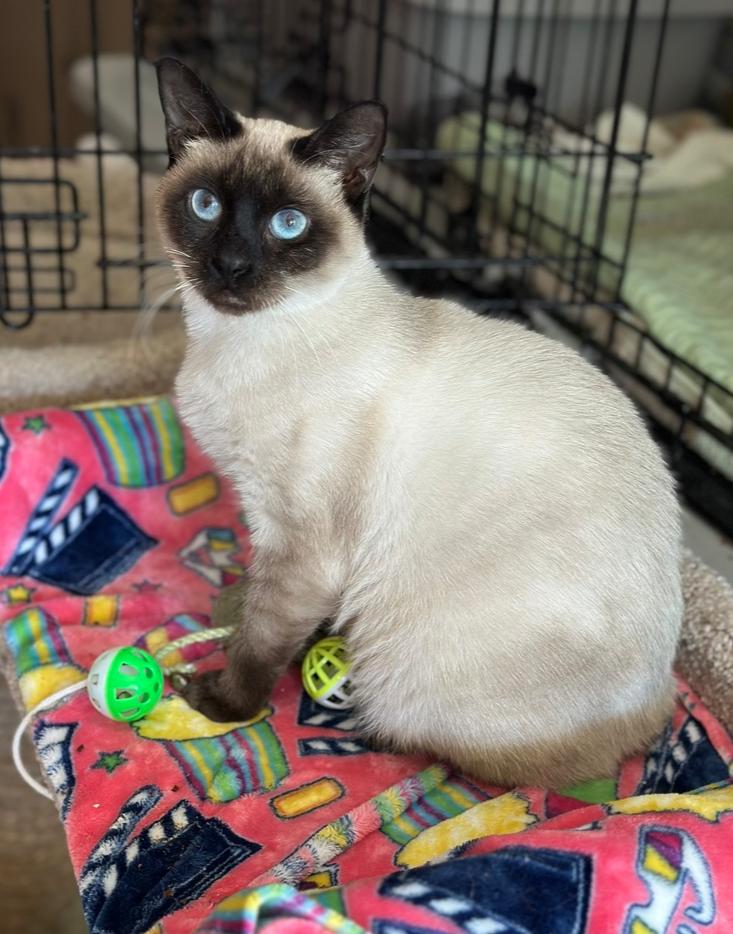 Enlarge Mira, a Adoptable Domestic Short Hair in Wellington, FL image 1/2