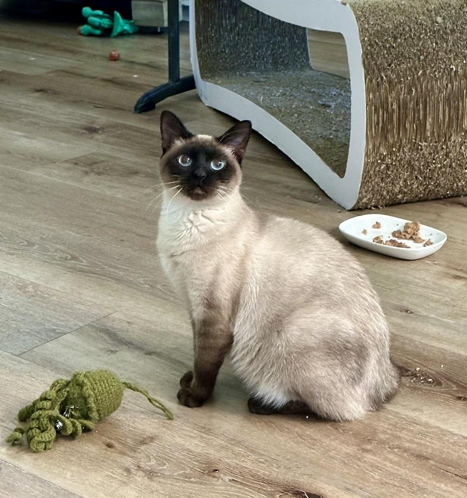 Enlarge Mira, a Adoptable Domestic Short Hair in Wellington, FL image 2/2