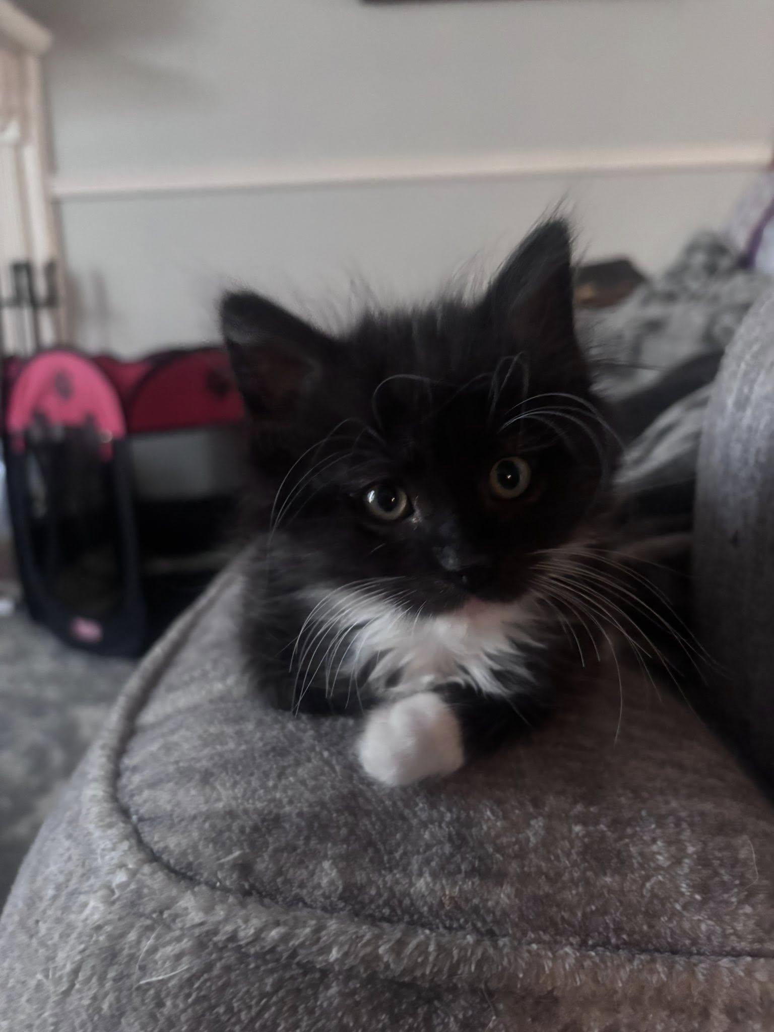 Eggplant, adopted, Kitten Female Domestic Medium Hair.