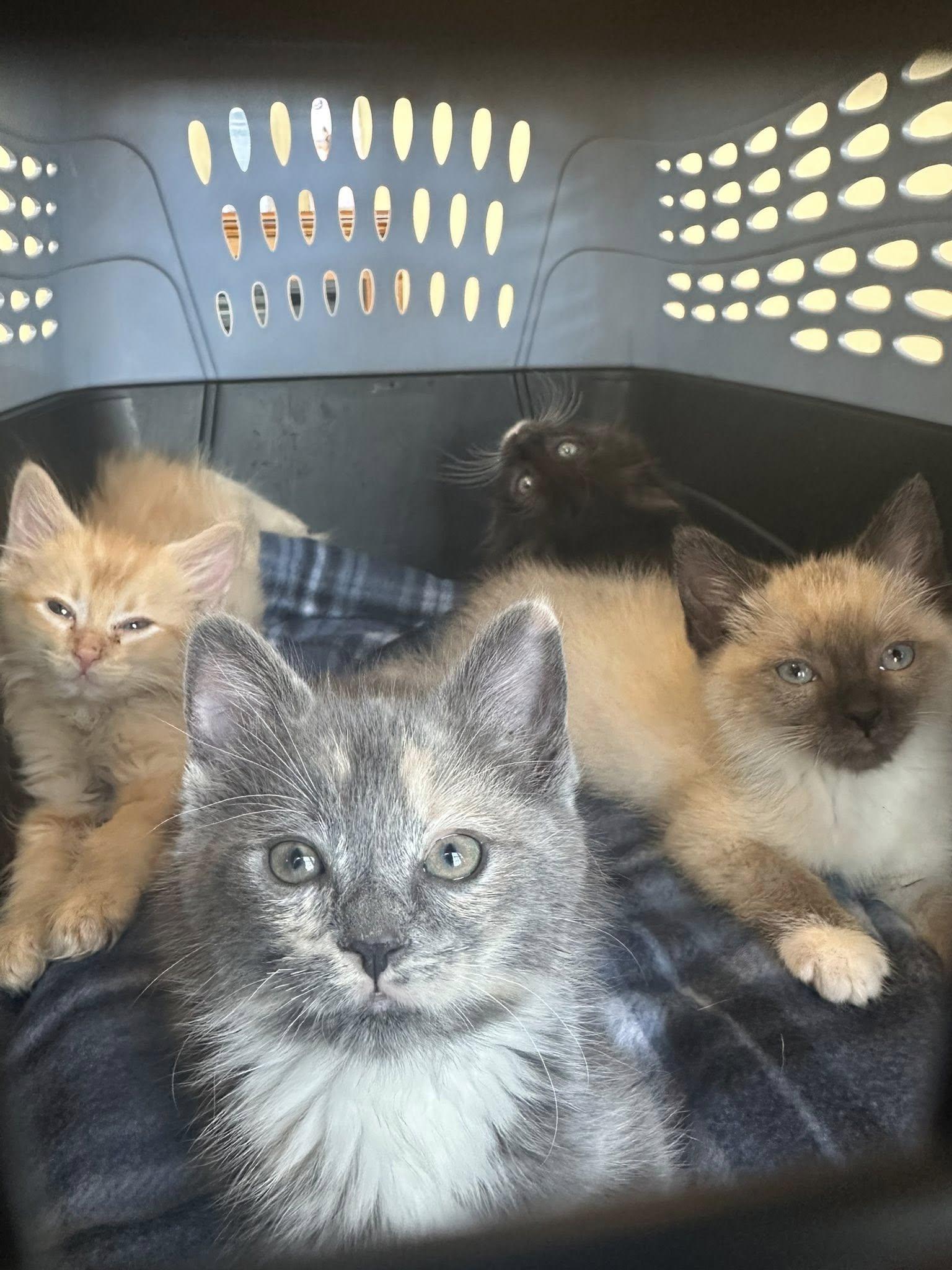 Enlarge Eggplant, an adopted Domestic Medium Hair in Clarksville, TN image 2/2