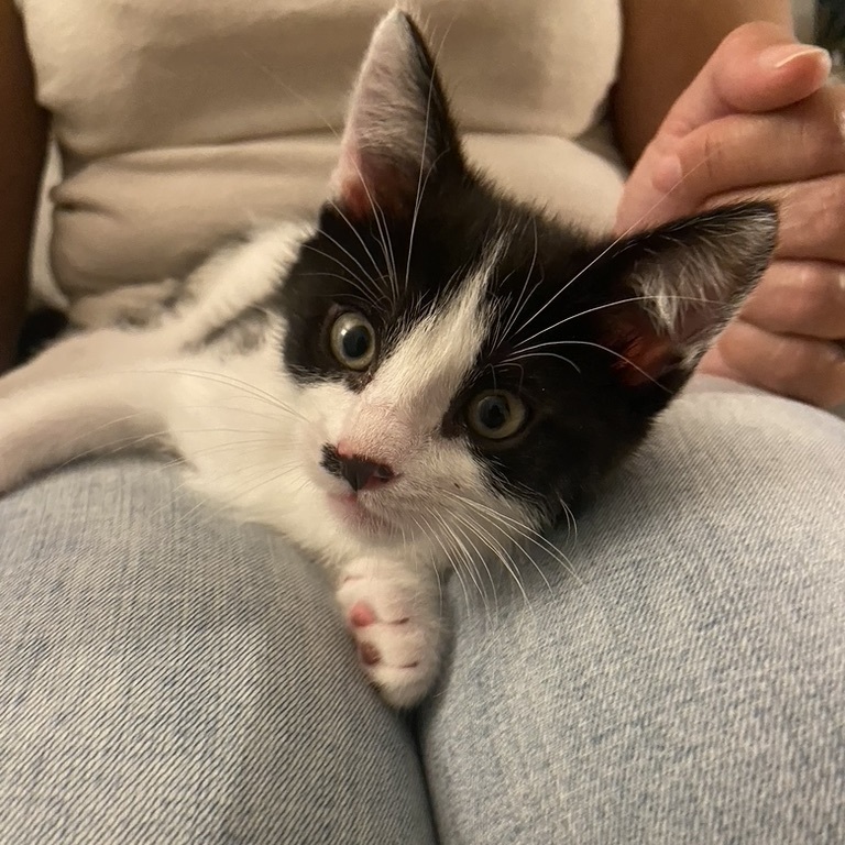 Enlarge Angus, a Adopted Tuxedo in San Francisco, CA image 1/4