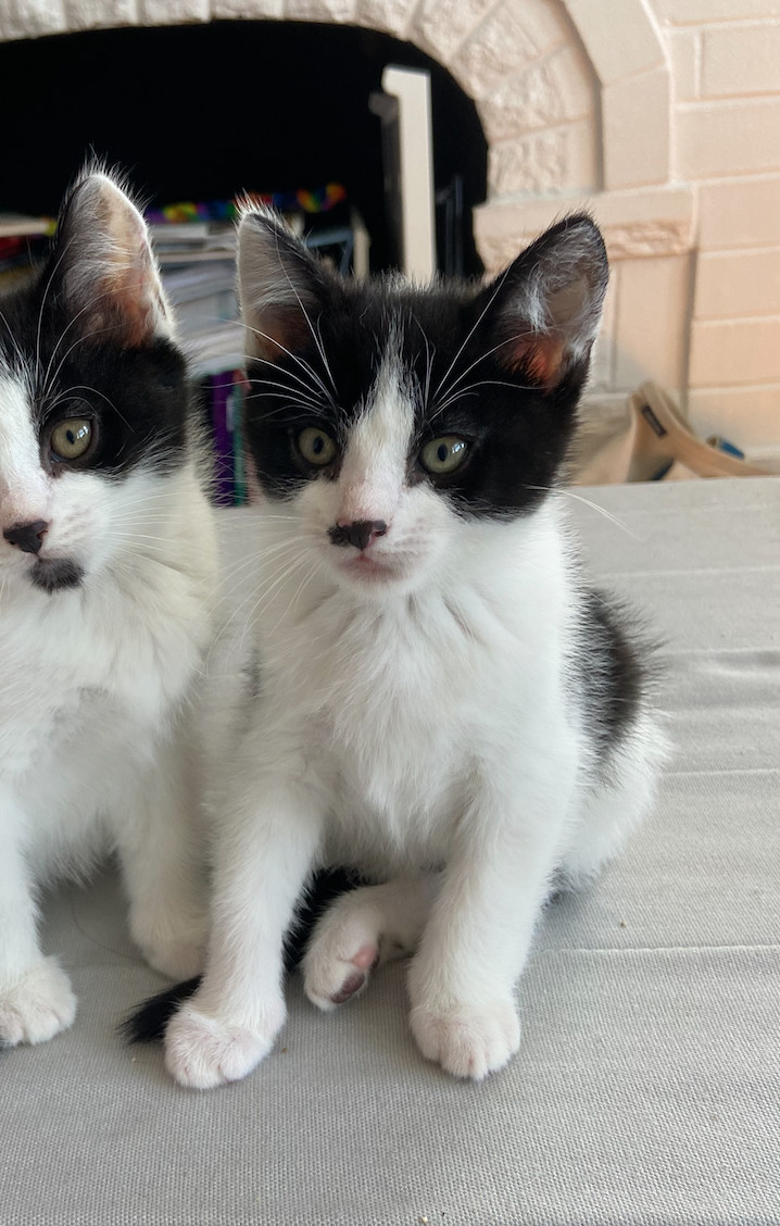 Enlarge Angus, a Adopted Tuxedo in San Francisco, CA image 2/4