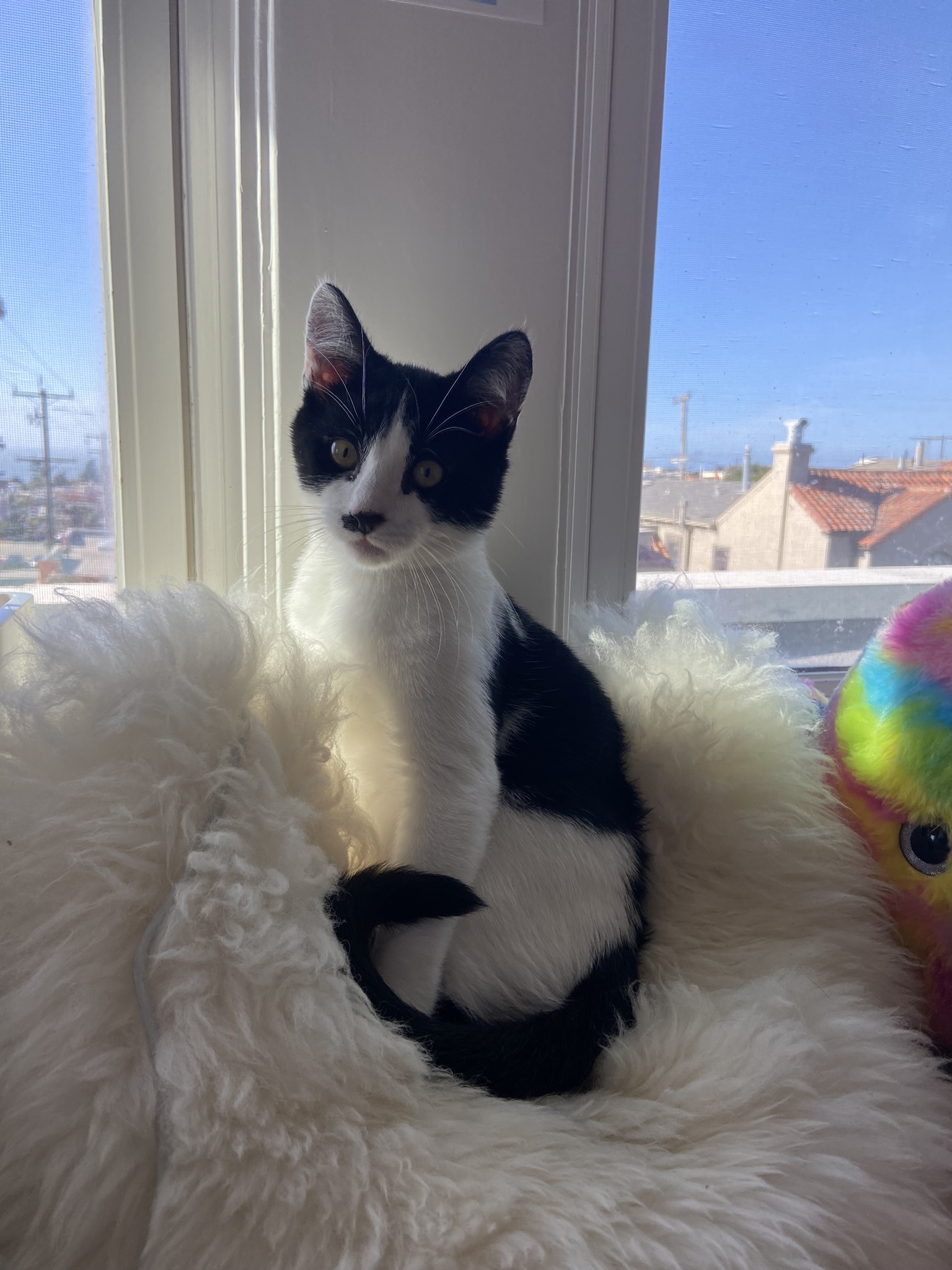 Enlarge Angus, a Adopted Tuxedo in San Francisco, CA image 3/4