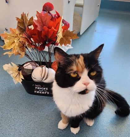 Rosie, Adoptable, Adult Female Domestic Medium Hair & Persian.