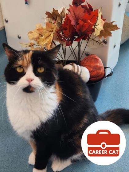 Enlarge Rosie, a Adoptable mixed breed in Roseville, CA image 2/3