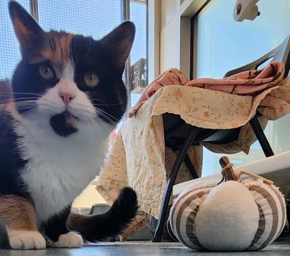 Enlarge Rosie, a Adoptable mixed breed in Roseville, CA image 3/3