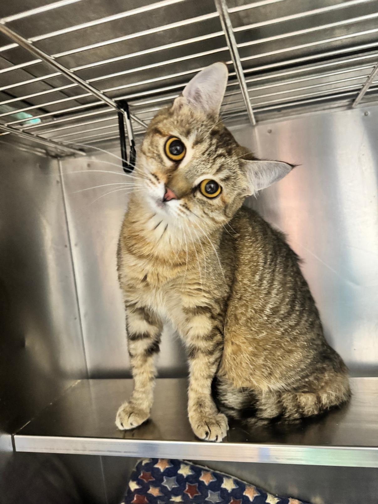 Lilo, an adopted Domestic Short Hair in Oak Ridge, TN image 2/2