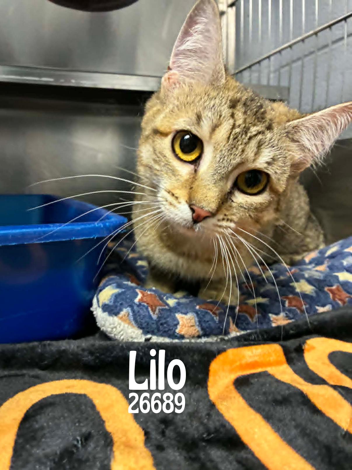 Lilo, an adopted Domestic Short Hair in Oak Ridge, TN image 1/2