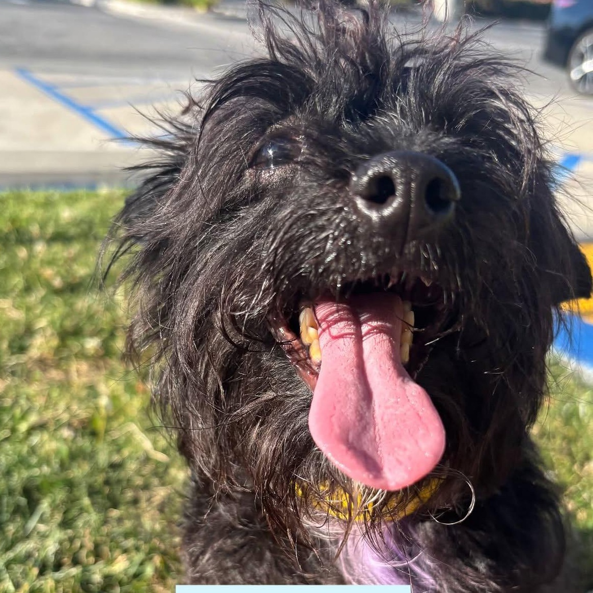 Bodie, ADOPTABLE, Adult Male Mixed Breed.
