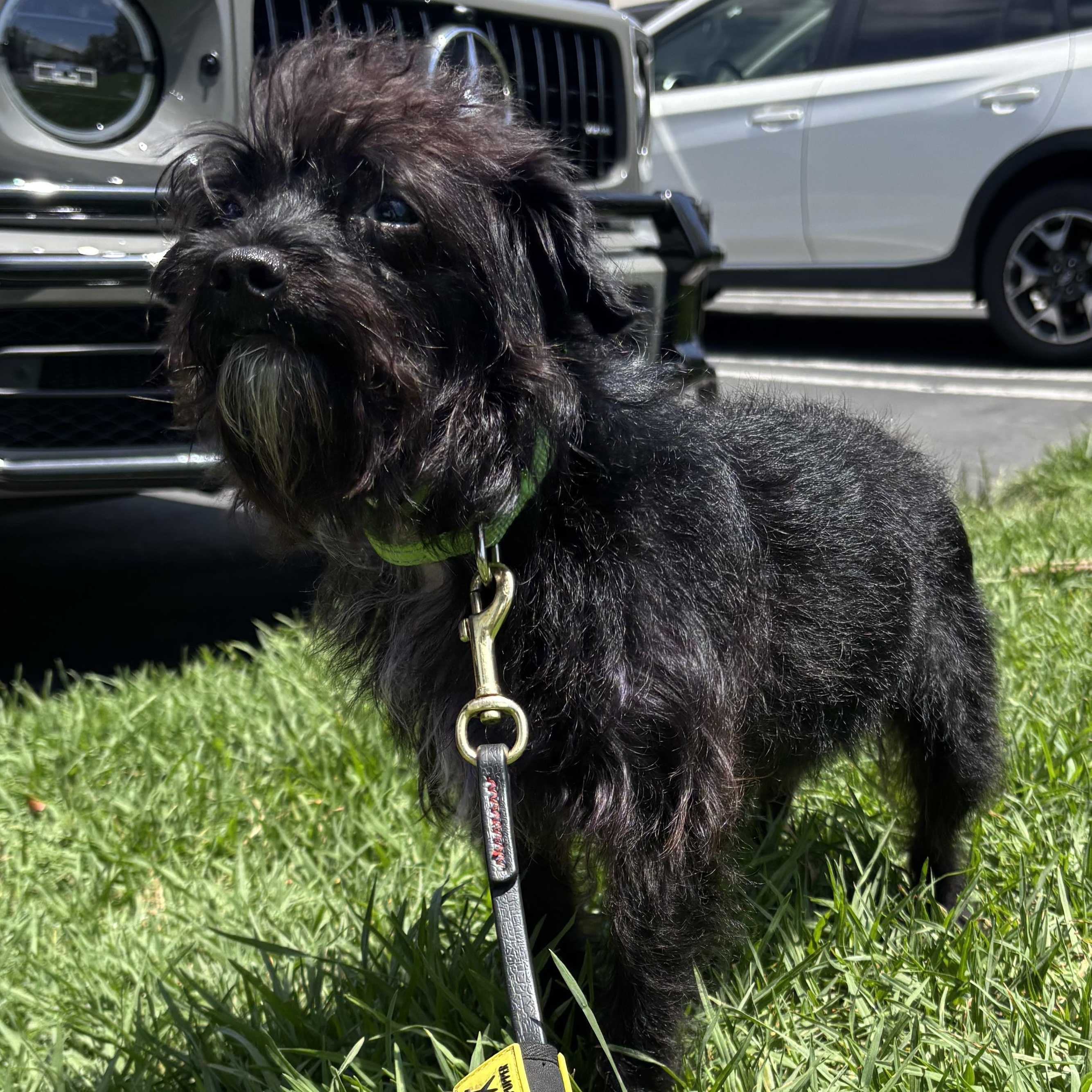 Enlarge Bodie, a ADOPTABLE mixed breed in Rancho Santa Margarita, CA image 3/3
