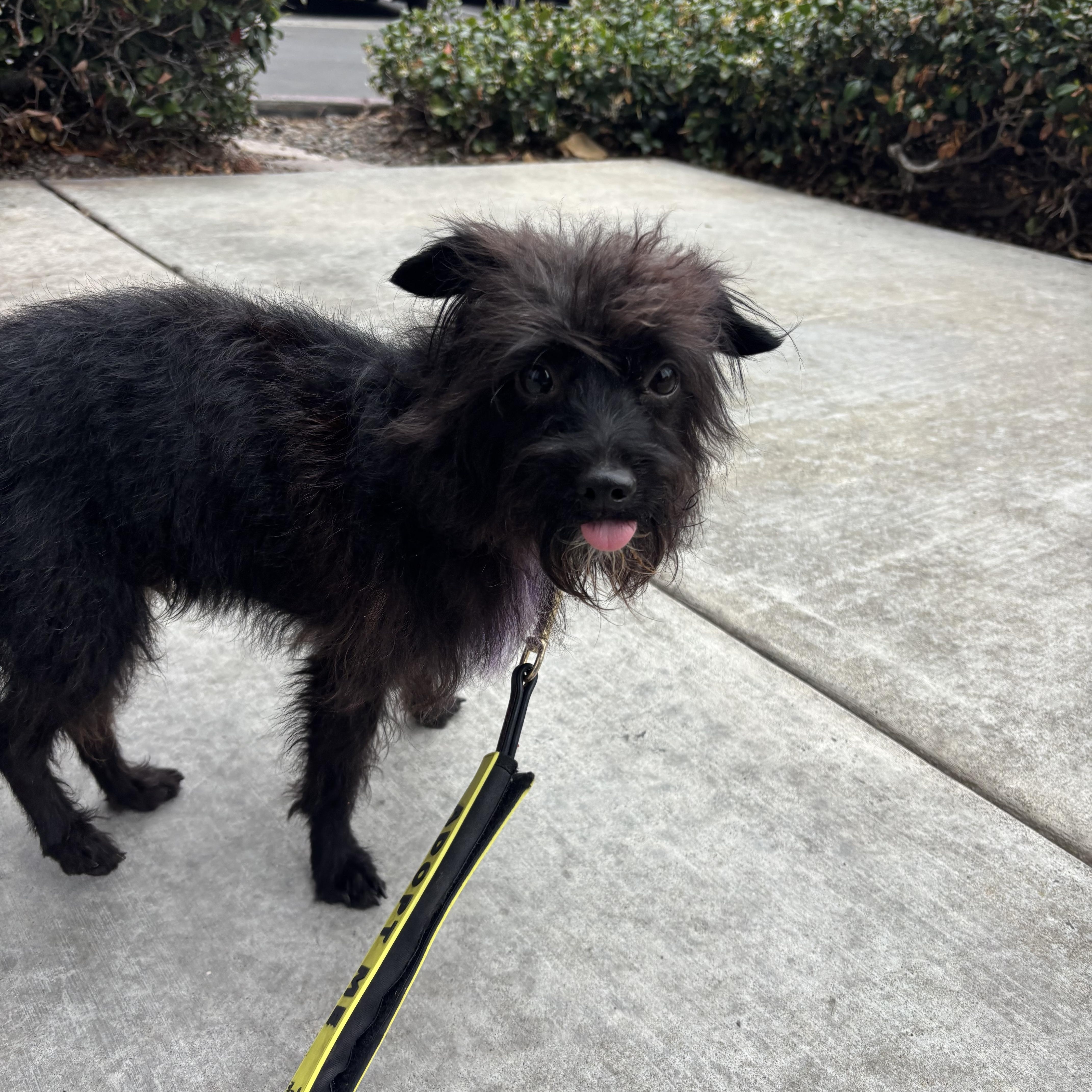 Enlarge Bodie, a ADOPTABLE mixed breed in Rancho Santa Margarita, CA image 2/3