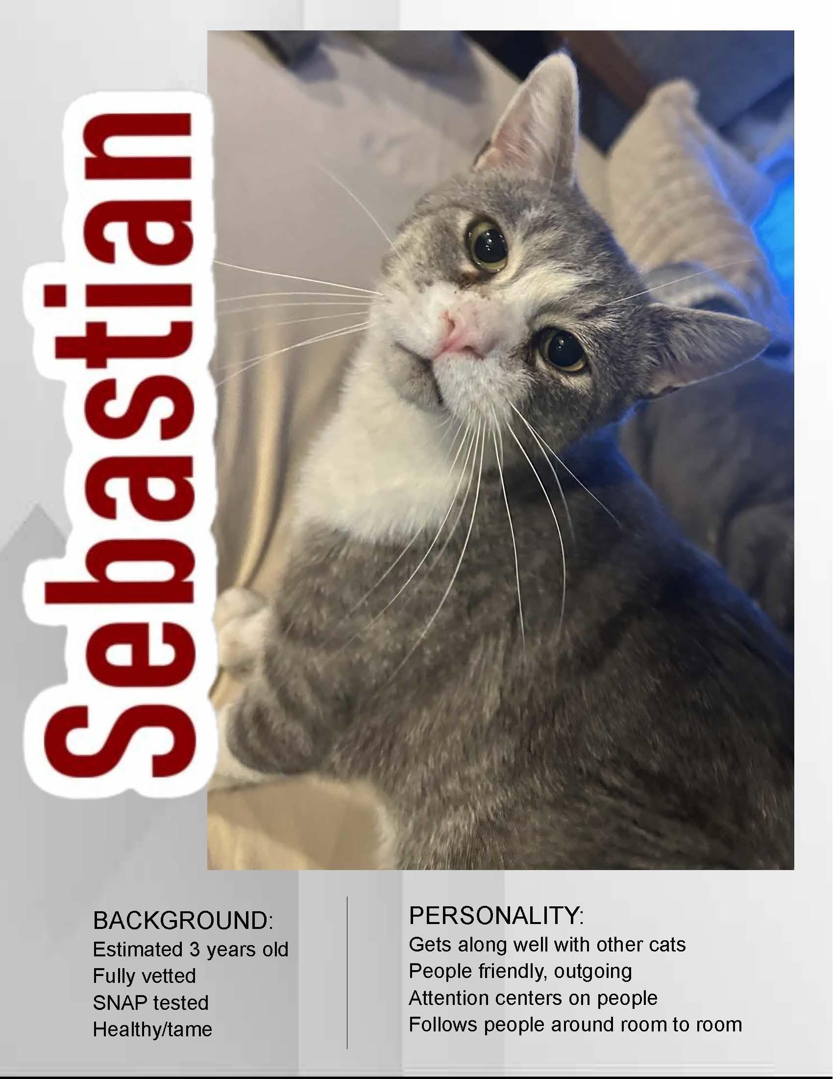 Enlarge Sebation, a ADOPTABLE American Shorthair in Milbank, SD image 1/1