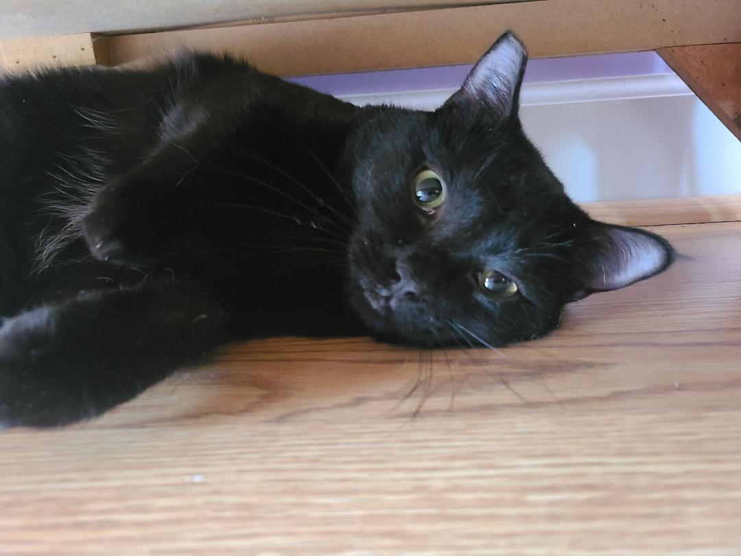 Binky, a Adoptable Domestic Short Hair in Morganton, NC image 1/4