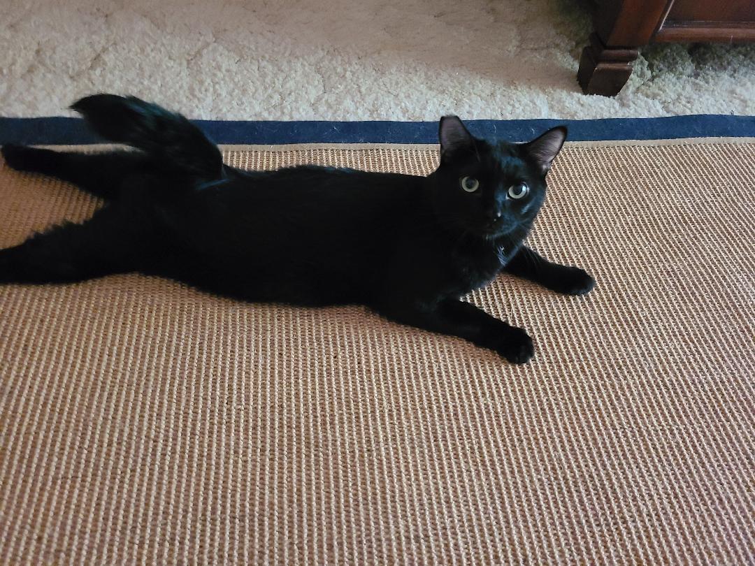 Binky, a Adoptable Domestic Short Hair in Morganton, NC image 2/4