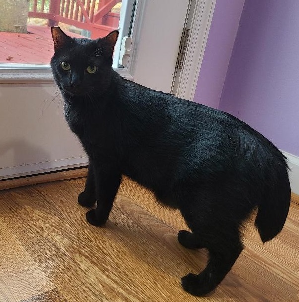 Binky, a Adoptable Domestic Short Hair in Morganton, NC image 3/4