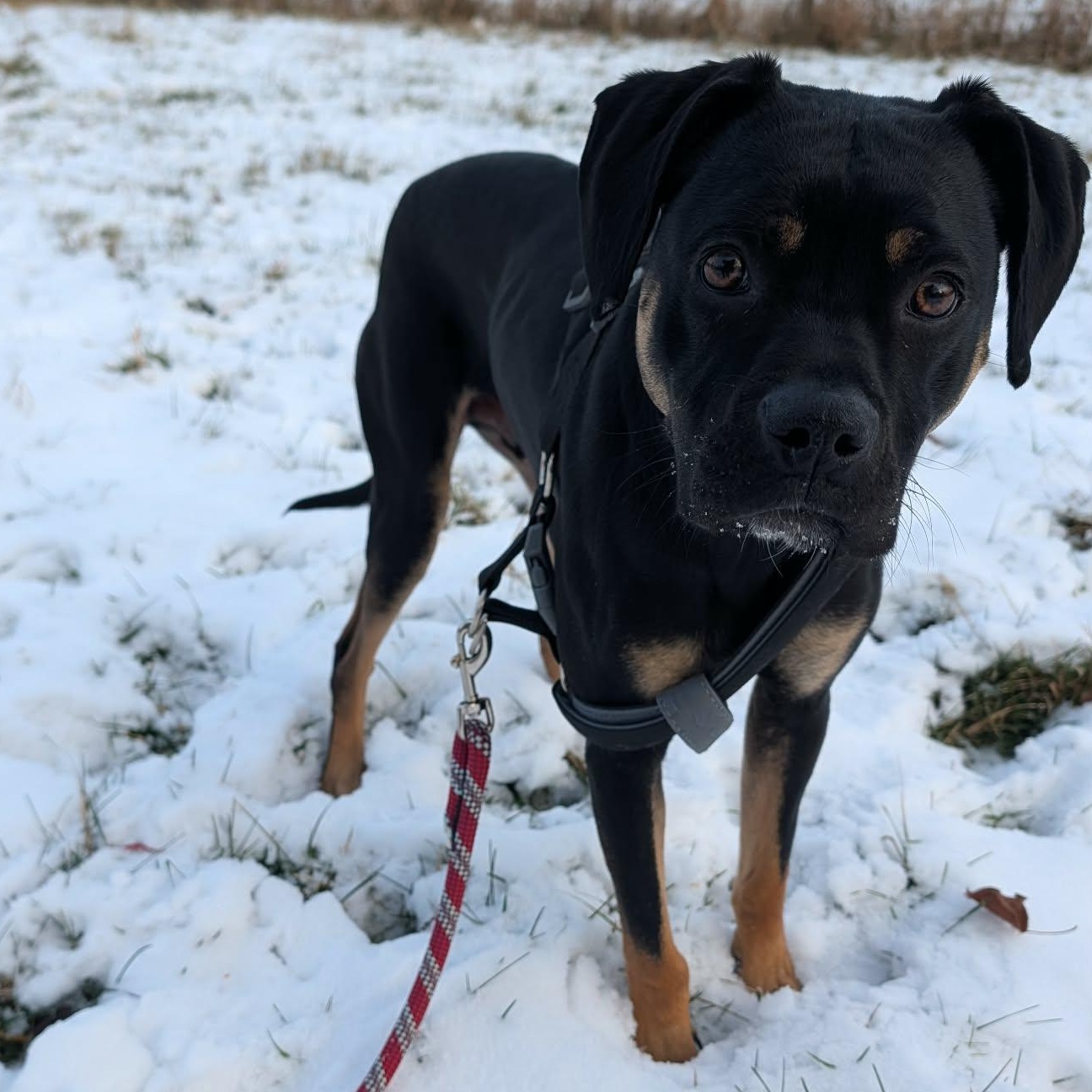 Enlarge Jelly Belly, an adopted mixed breed in Blairstown, NJ image 2/6