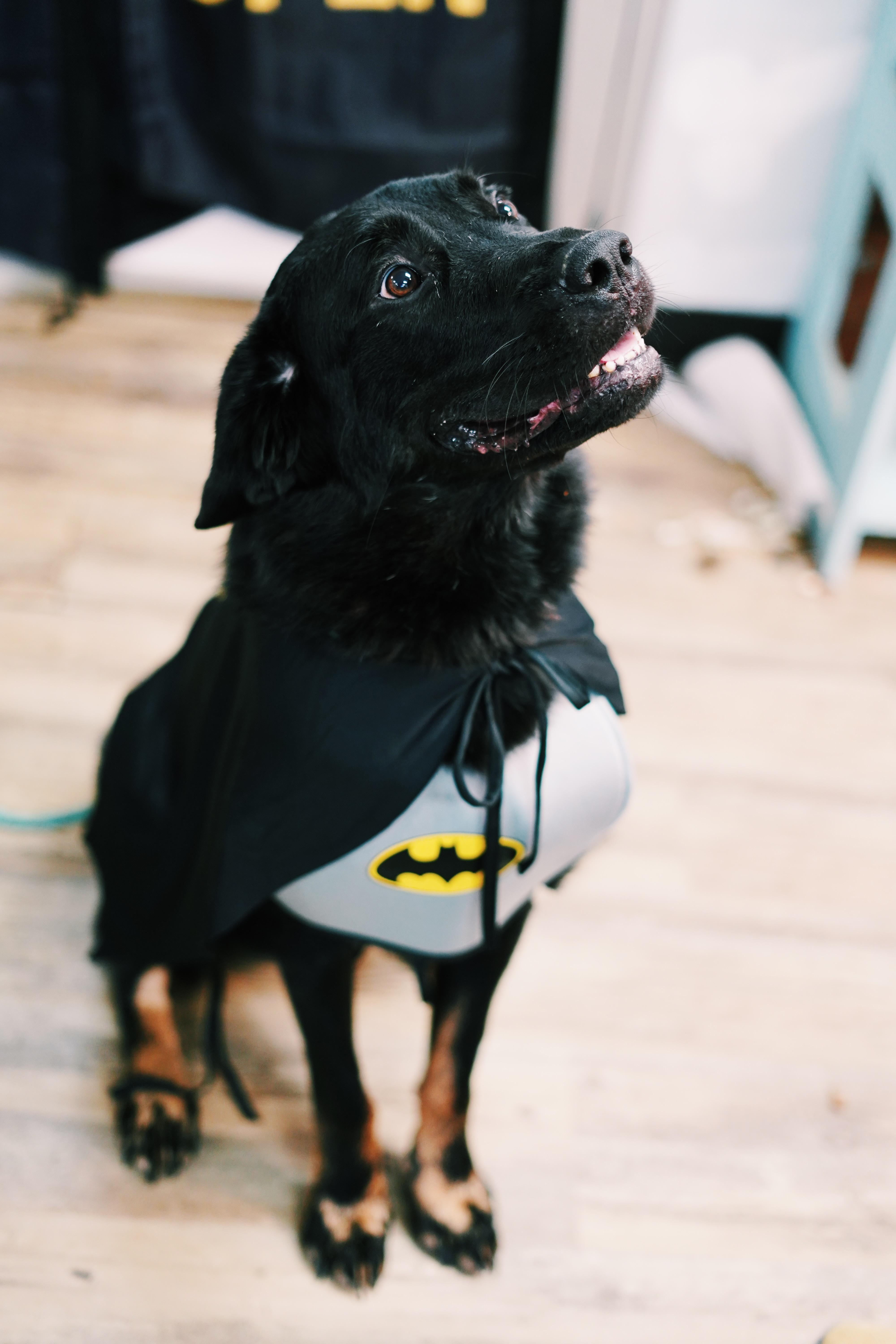 Enlarge Bohdi, a ADOPTABLE mixed breed in Bixby, OK image 1/3