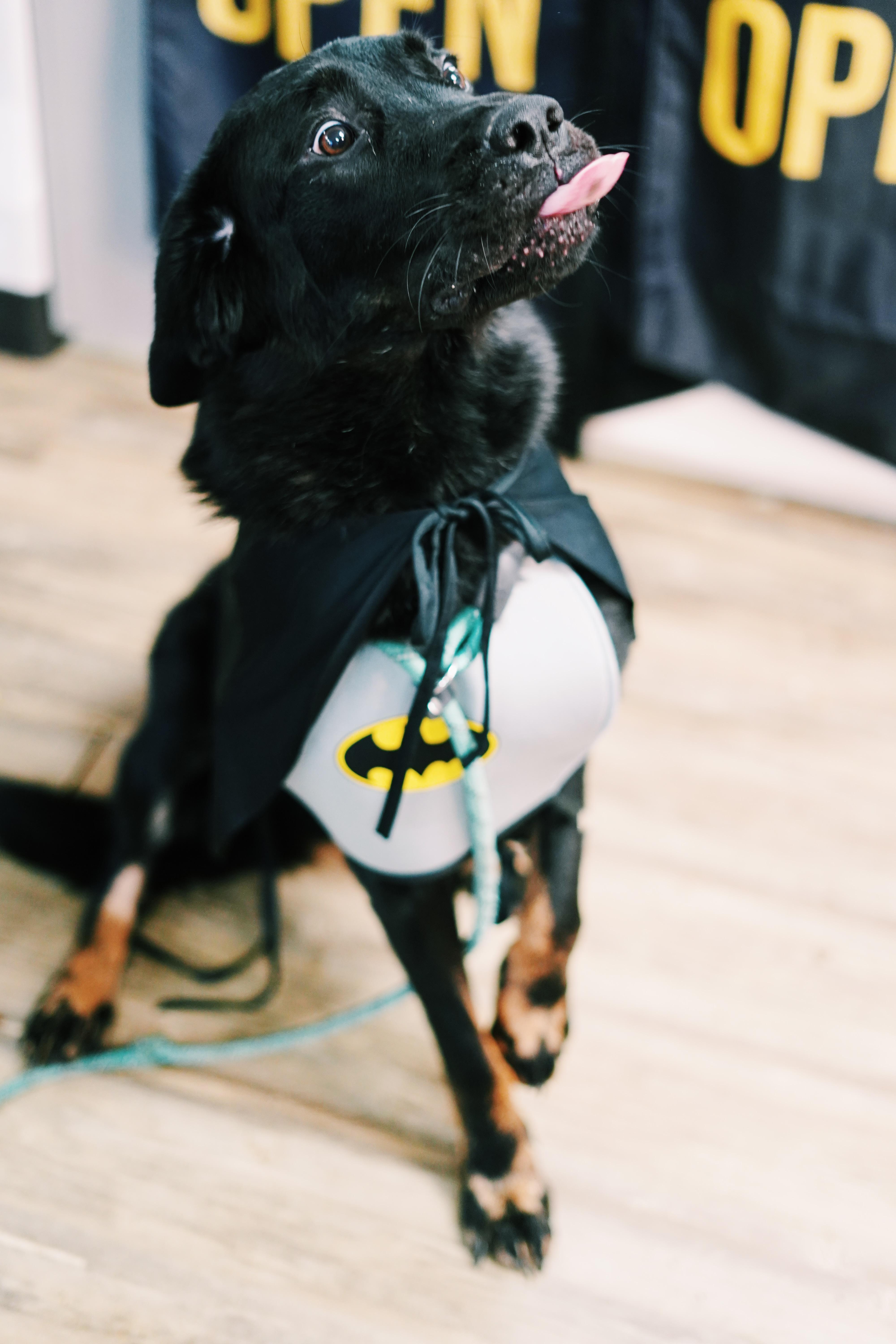 Enlarge Bohdi, a ADOPTABLE mixed breed in Bixby, OK image 2/3