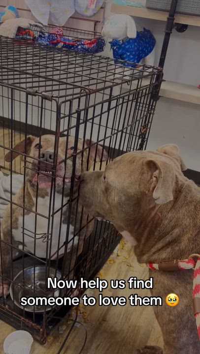 Enlarge Bohdi, a ADOPTABLE mixed breed in Bixby, OK video 3/3