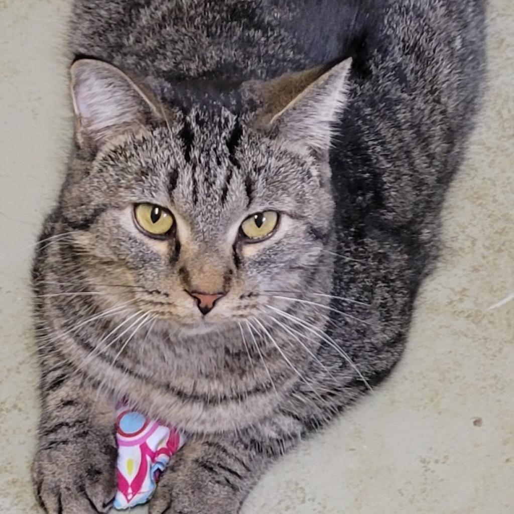 Mikey, a Adoptable Domestic Short Hair in South Elgin, IL image 1/4