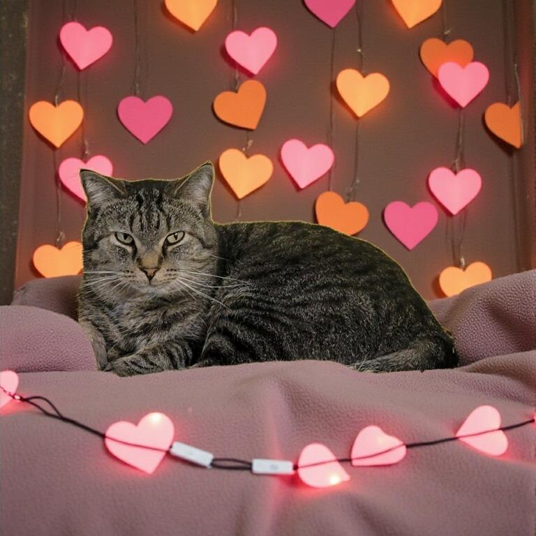 Mikey, a Adoptable Domestic Short Hair in South Elgin, IL image 2/4
