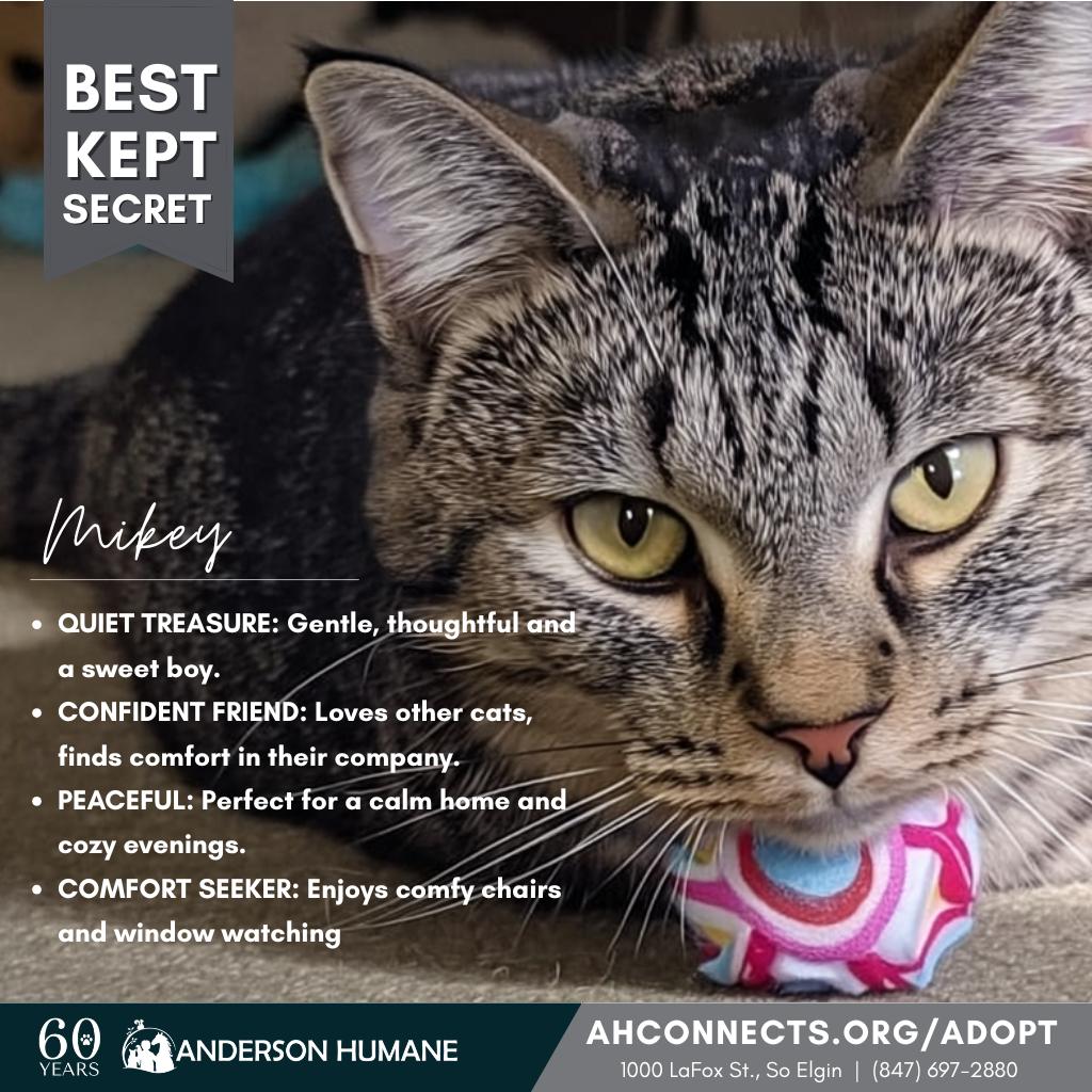 Mikey, a Adoptable Domestic Short Hair in South Elgin, IL image 3/4