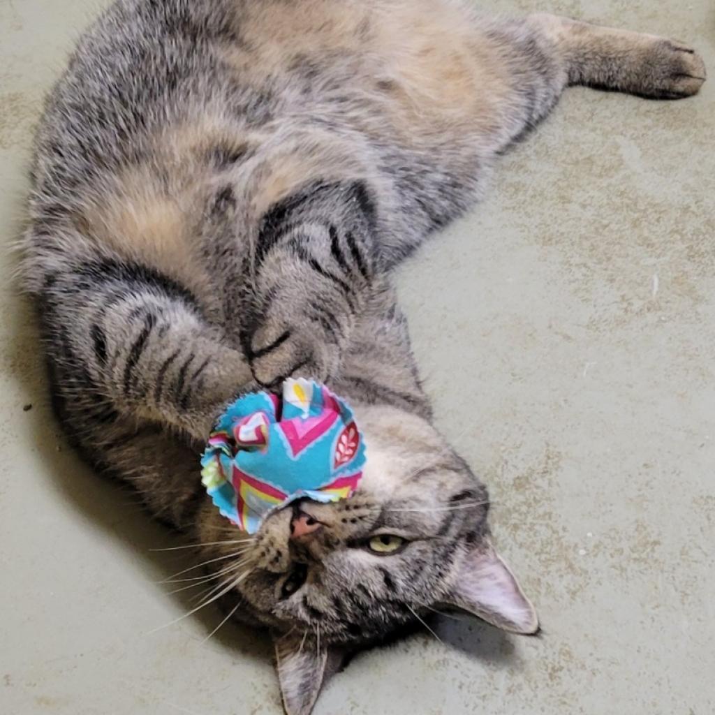 Mikey, a Adoptable Domestic Short Hair in South Elgin, IL image 4/4