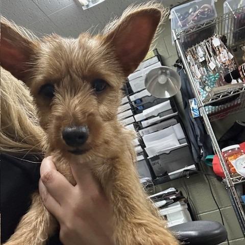 Tilly, Adoptable, Puppy Female Dachshund & Yorkshire Terrier.