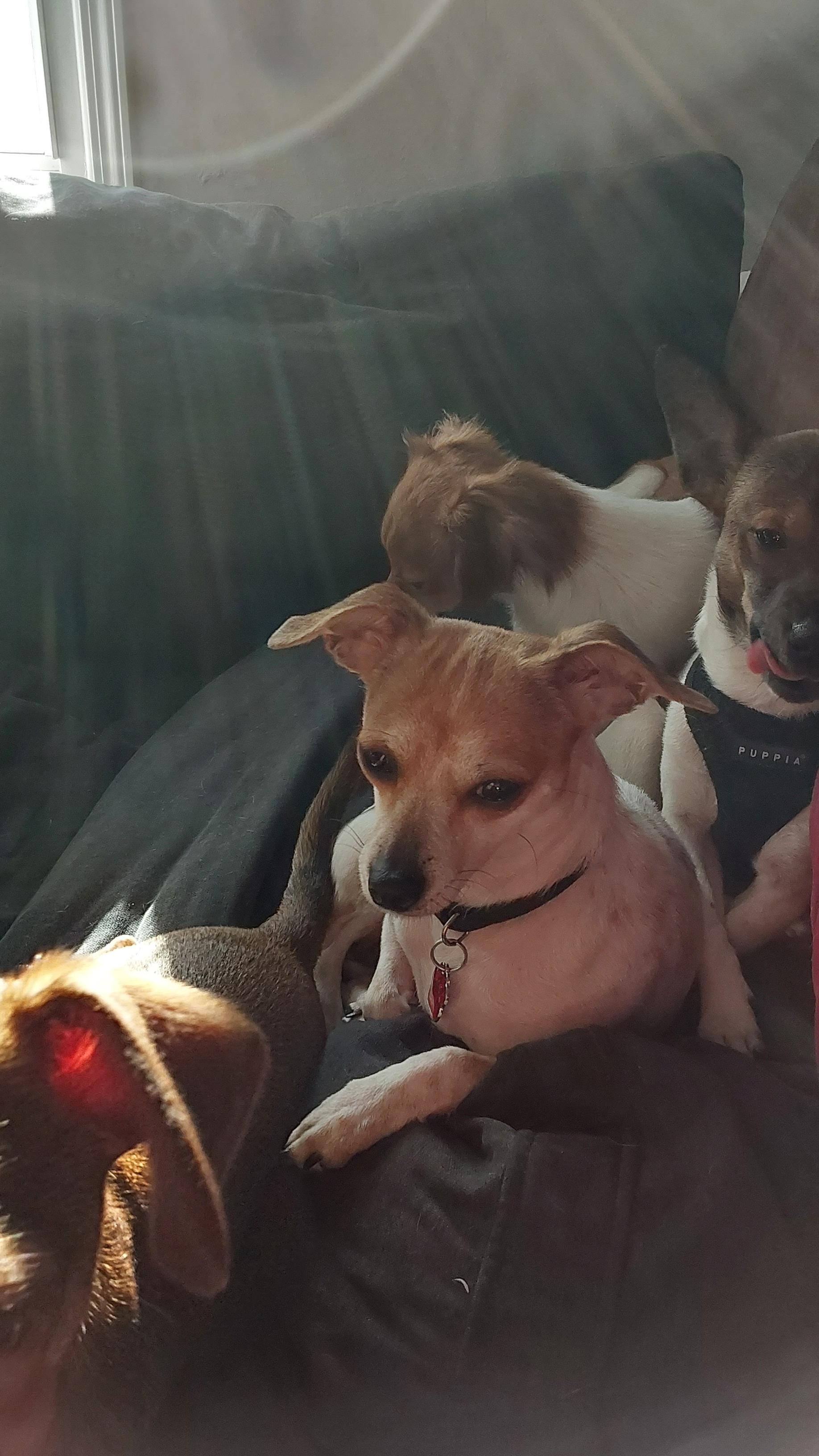 Molly, Adopted, Adult Female Chihuahua.