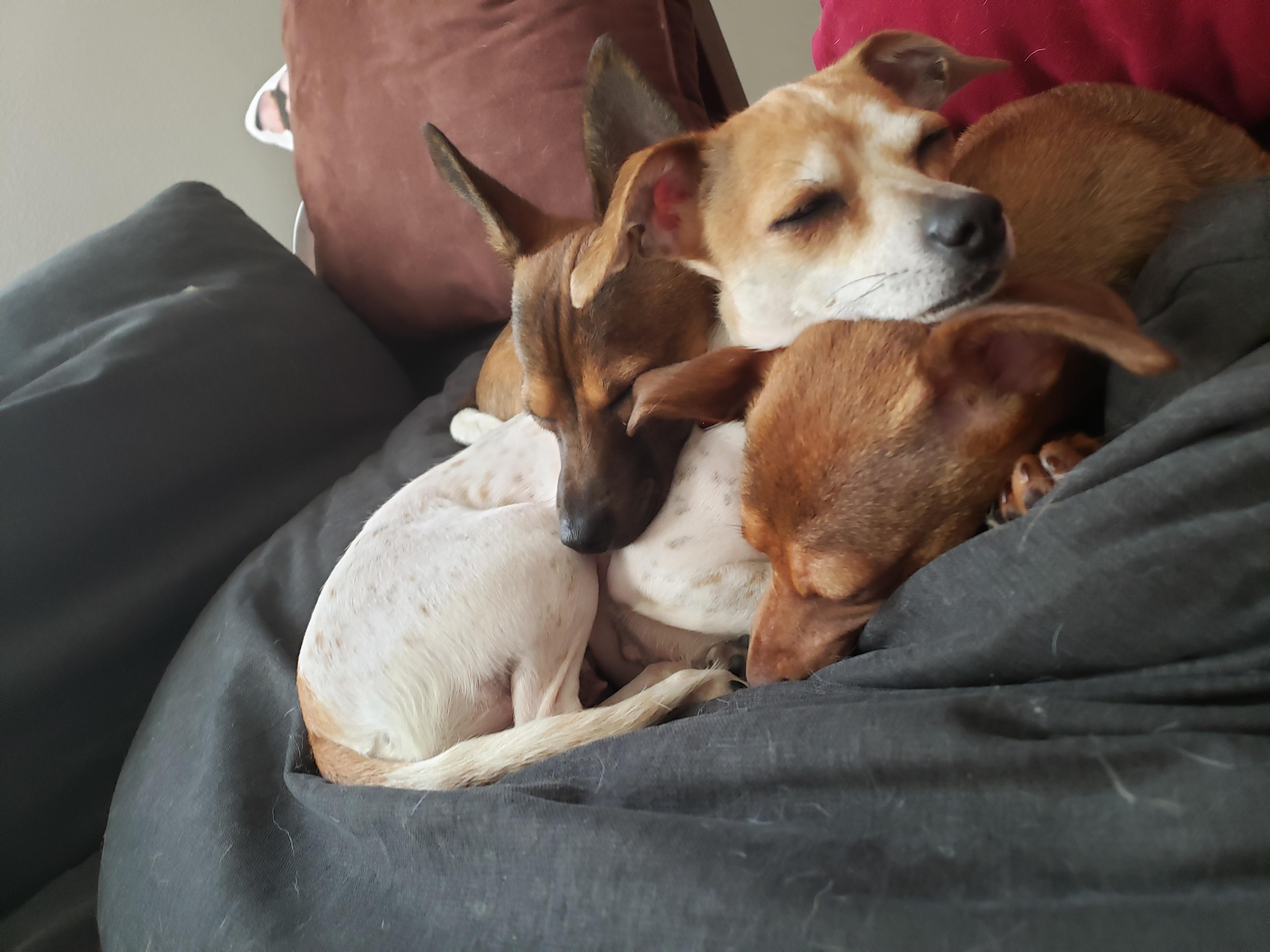 Enlarge Molly, a Adopted mixed breed in Columbia, MO image 2/6