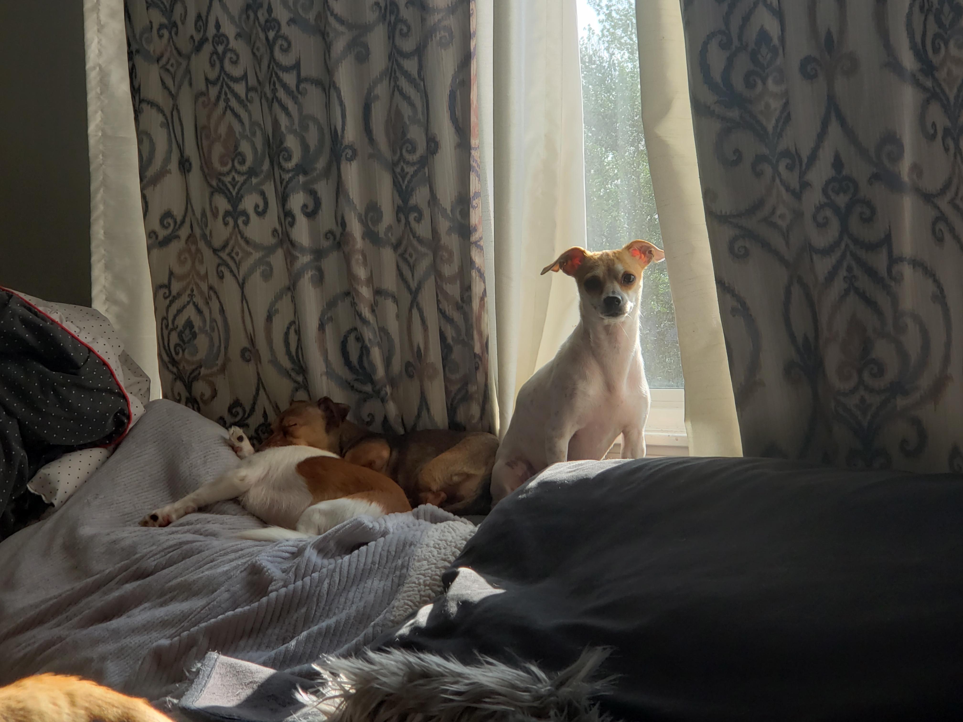 Enlarge Molly, a Adopted mixed breed in Columbia, MO image 3/6