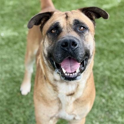 Brutus, a ADOPTABLE mixed breed in Red Bluff, CA image 1/3