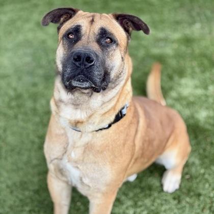 Brutus, a ADOPTABLE mixed breed in Red Bluff, CA image 2/3