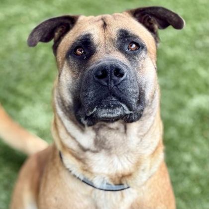 Brutus, a ADOPTABLE mixed breed in Red Bluff, CA image 3/3
