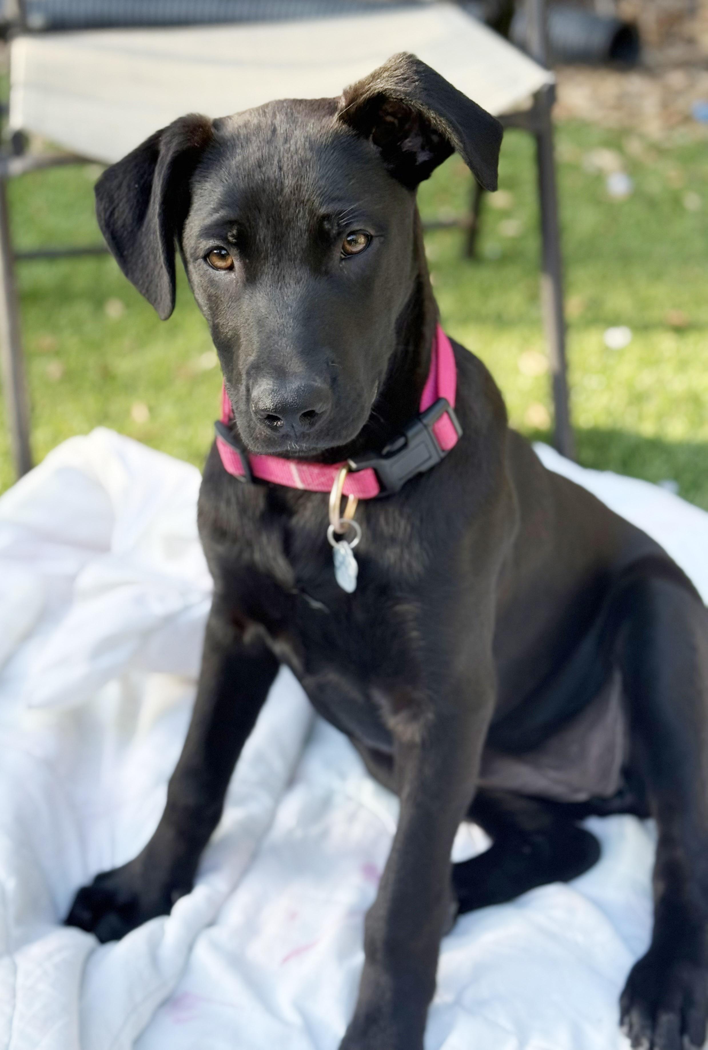 Enlarge Xena, a Adoptable mixed breed in Santa Maria, CA image 2/4